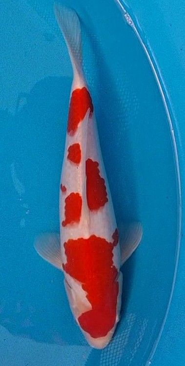 Kohaku